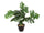 LEAF FERN IN BLACK POT - 55CM