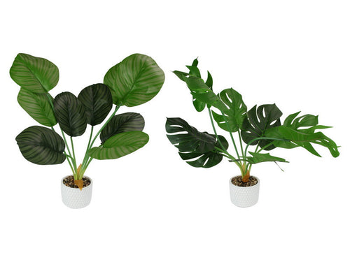 FERN IN WHITE RIPPLED POT - 61 CM