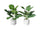 FERN IN WHITE MOROCCAN POT 2 AS- 42CM